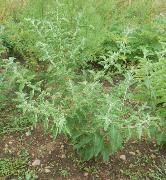 Organic African Ashwagandha Seeds