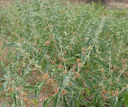 Organic African Ashwagandha Seeds Strictly Medicinal