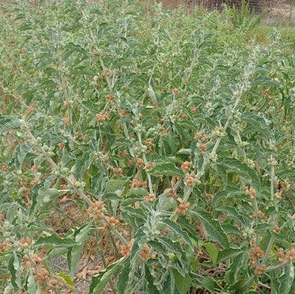 ashwagandha plant seeds African Ashwagandha Seeds (Organic)