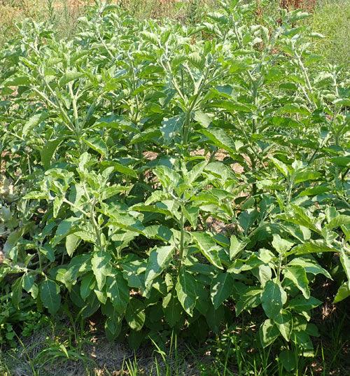 Organic African Ashwagandha Seeds Strictly Medicinal