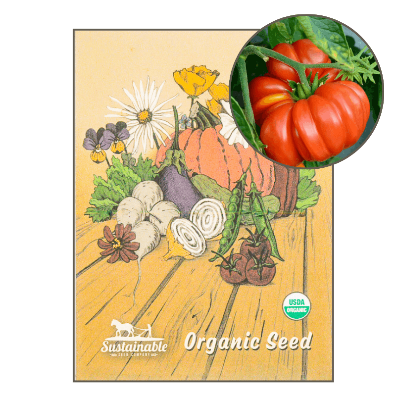 Brandywine Pink Tomato (Organic) - Grow Organic