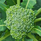 Di Cicco Broccoli (Organic) True Leaf Market