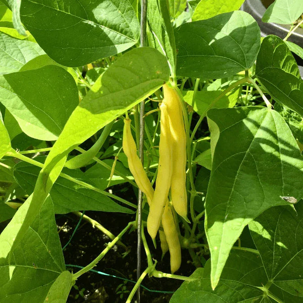 planting yellow bean seeds Gold Rush Yellow Wax Bean