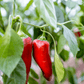 Marconi Red Sweet Pepper (Organic) - Grow Organic