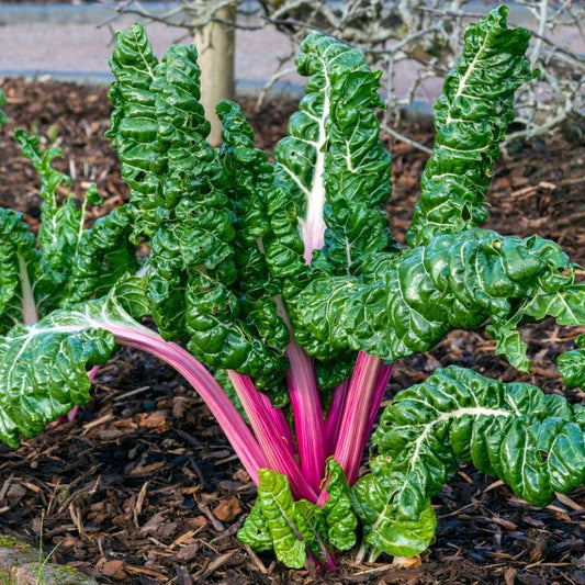 Flamingo Pink Chard True Leaf Market