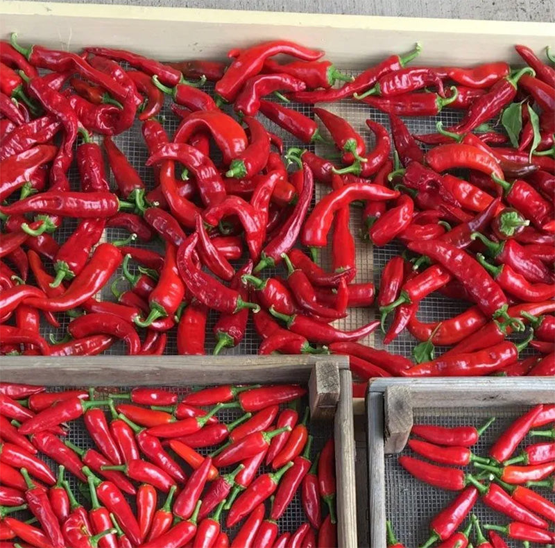 Chimayo Peppers spread out and curing 
