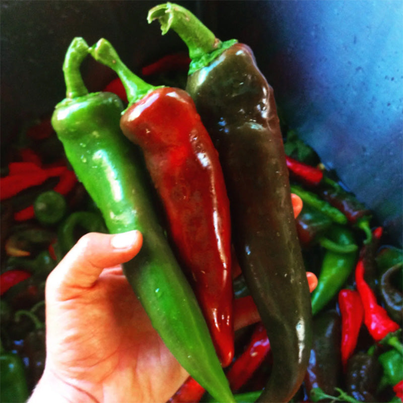 Handful of Mosco Chili Peppers Red, Green, and dark green 