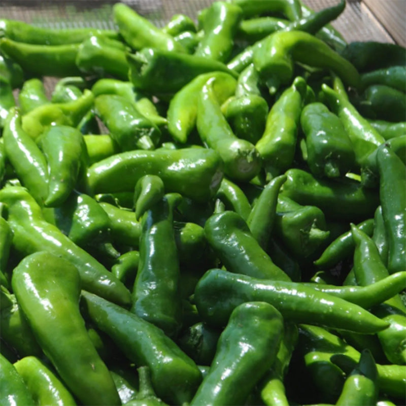 A Large Pile of Mosco Chili peppers (Green)