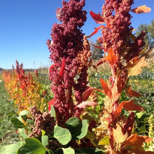50 Organic Mint Vanilla Quinoa Seeds - Green & White Chenopodium Vegetable Grain Seeds