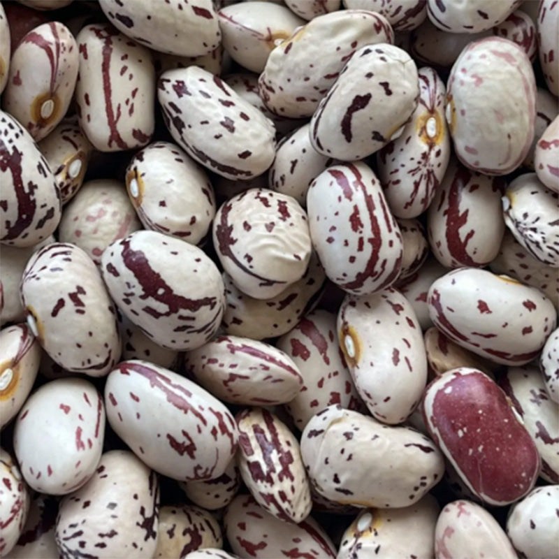 Borlotto Lingua Di Fuoco beans in a pile 