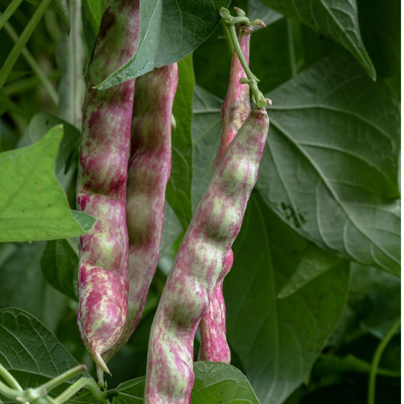 Borlotto Lingua Di Fuoco Nano Dry/Shell Bush Bean plant displaying multicolored bean pods, going from purple to green 