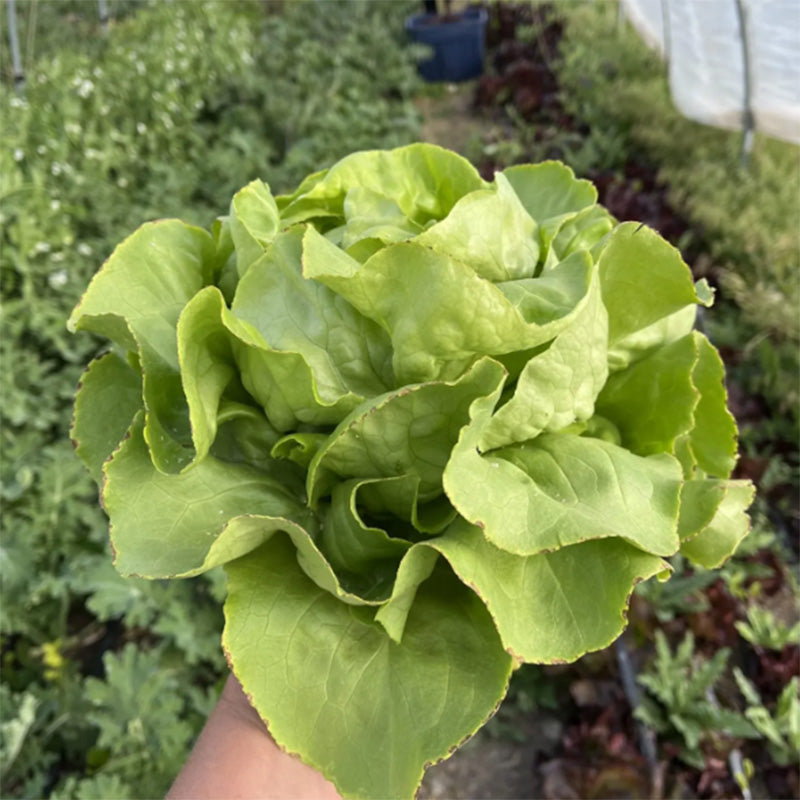 Someone Holding a head of Divina Butterhead Lettuce