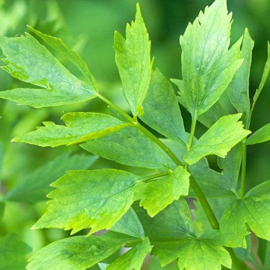 A bright and vibrant green Lovage plant, Close up of leaves 