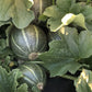 Ha'Ogen Melons growing on the vine 