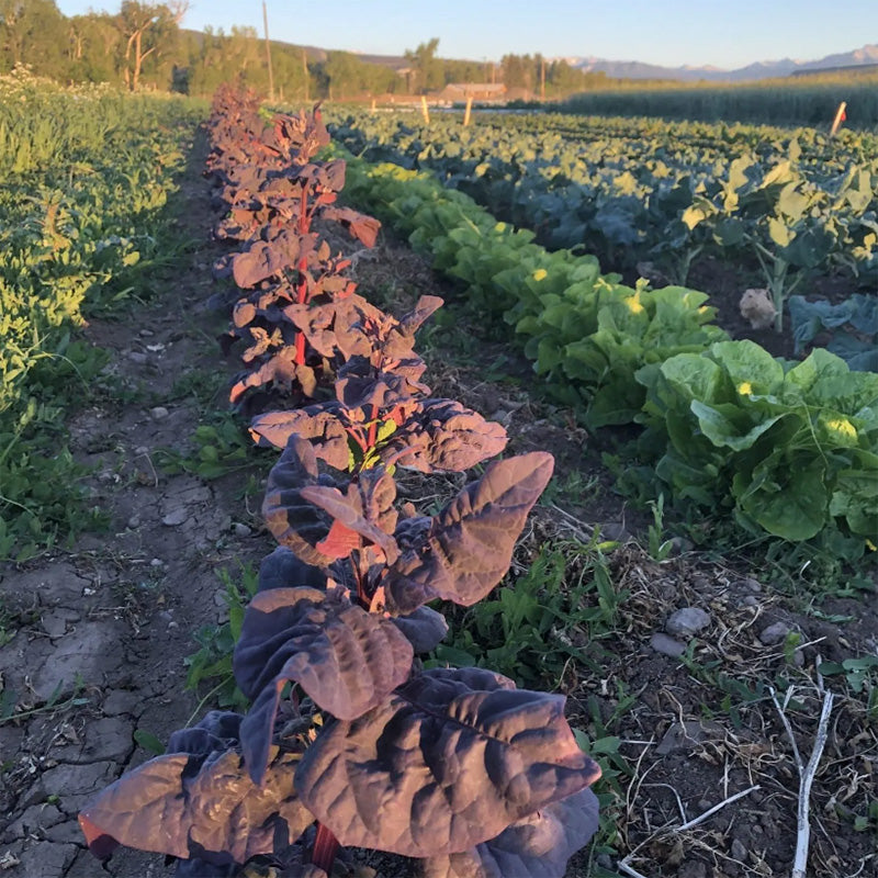 Row of Ruby mountain Spinach growing on a farm 