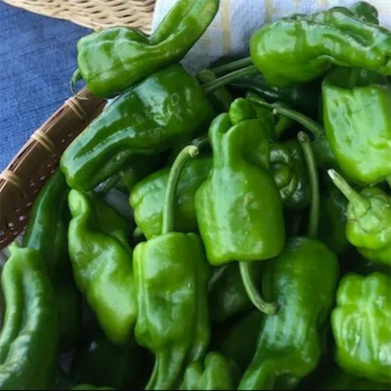 A basket full of Padron Peppers 