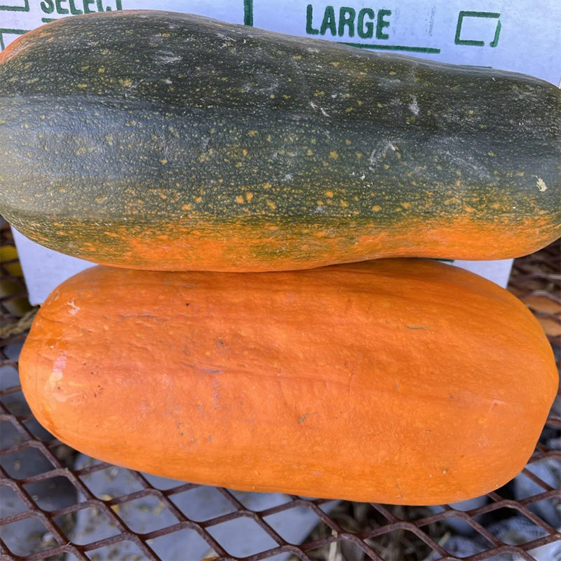 Two Algonquin Winter Squash on display 
