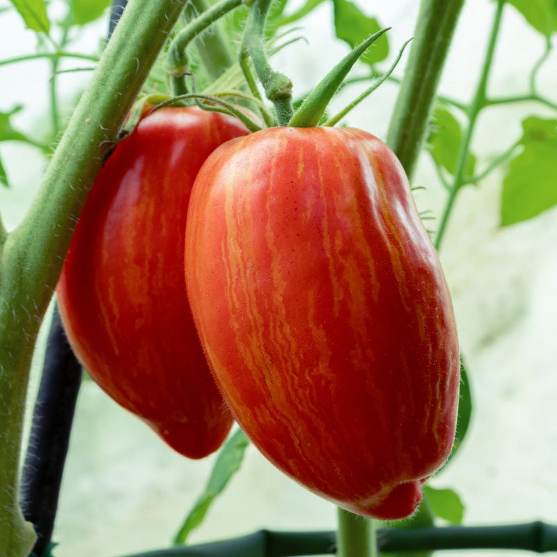 A Striped Roman Paste Tomato still growing on its vine, tomato is displaying both reds and stripes of yellow 