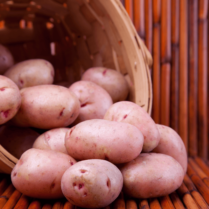 Organic Red Seed Potatoes – High-Yield, Long-Storing | Grow Organic