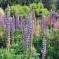 Lupine Russell Seeds Mix Territorial Seed Company