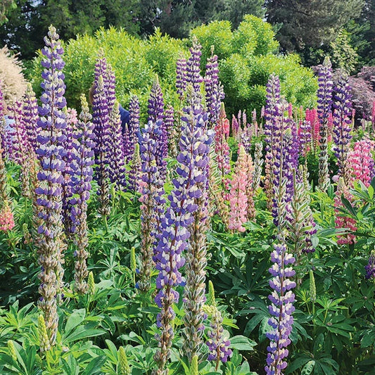 Lupine Russell Seeds Mix