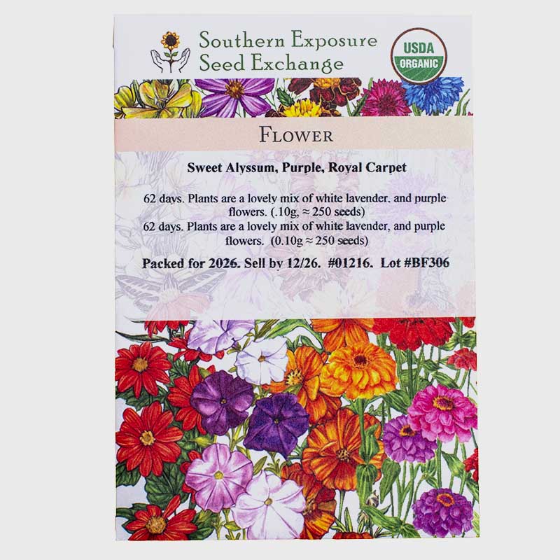 Organic Sweet Alyssum, Purple, Royal Carpet Seeds Southern Exposure Seed Exchange