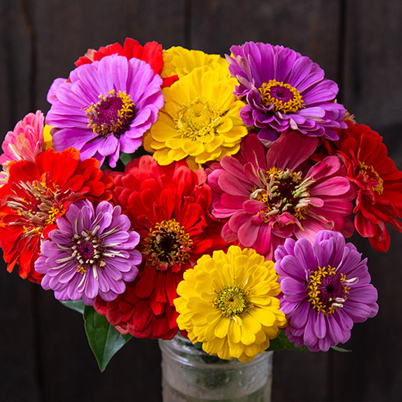 A watering pale with a bouquet of County Fair Blend Zinnia, Vibrant colors including red, yellow, pink and purple