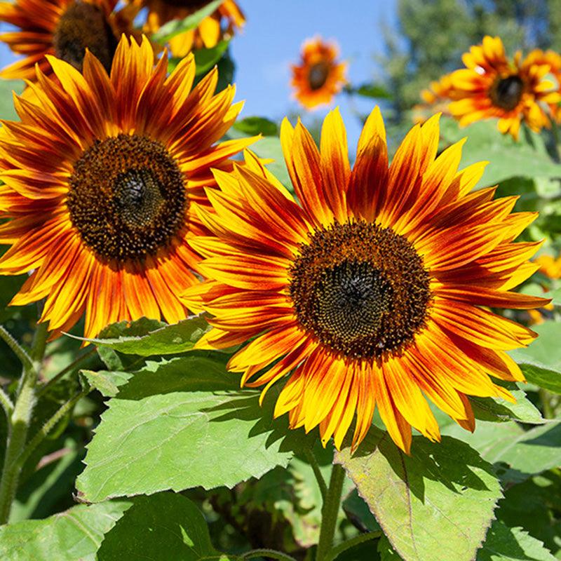 Exquisite close up of Velvet Queen Sunflowers, Deep orange to yellow petals 