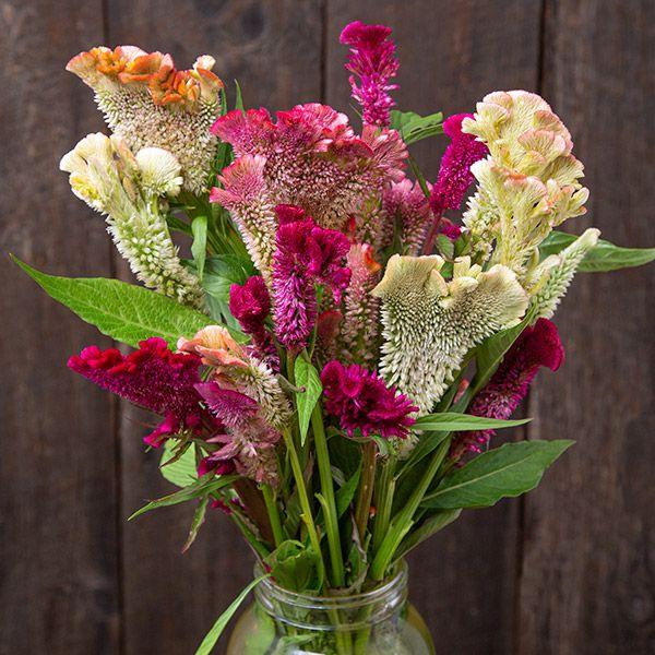 Supercrest Celosia (Organic)