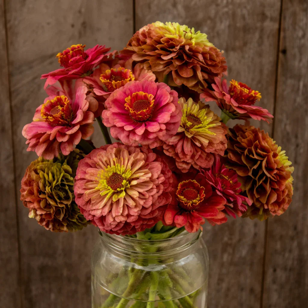 Organic Queeny Lime Red Zinnia Seeds High Mowing Seeds