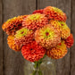 Organic Queeny Lime Orange Zinnia Seeds High Mowing Seeds