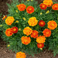 Organic Queen Sophie Marigold Seeds High Mowing Seeds