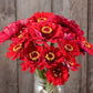 Organic Meteor Zinnia Seeds High Mowing Seeds
