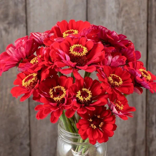 Bouquet of Organic Meteor Zinnia Flowers - red with yellow centers in a glass vase against a wooden background