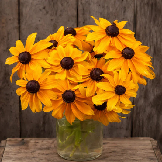 Organic Marmalade Rudbeckia Seeds High Mowing Seeds