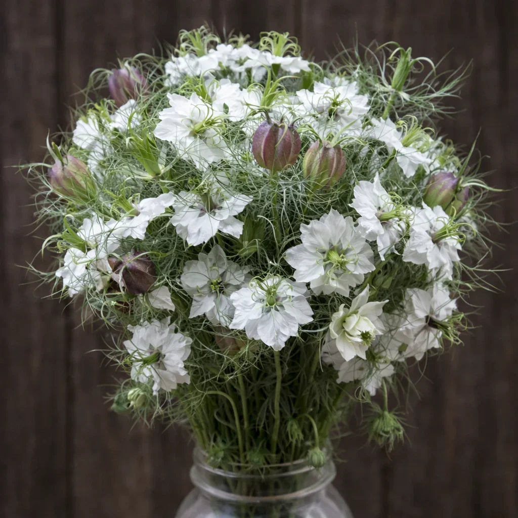 Organic Cramer's Plum Nigella Seeds High Mowing Seeds