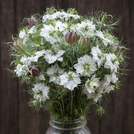 Organic Cramer's Plum Nigella Seeds High Mowing Seeds