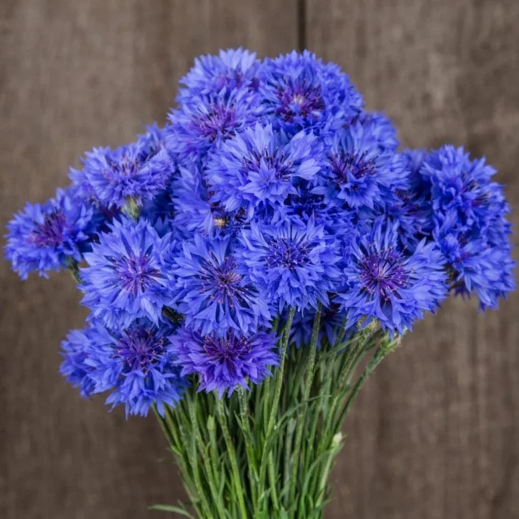 blue flower seeds Blue Boy Bachelor Button Seeds (Organic)