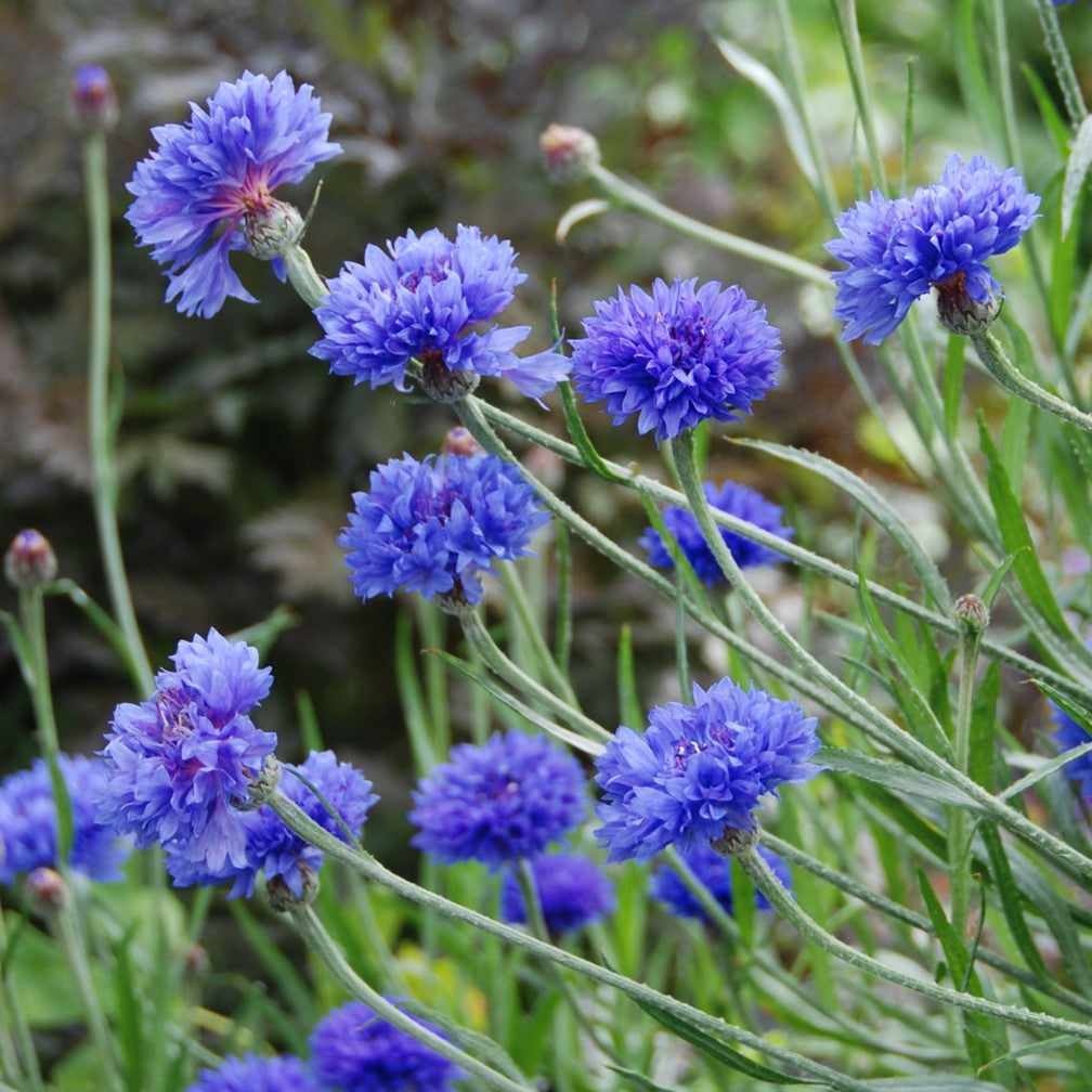 plant a seed bored button Blue Boy Bachelor Button Seeds (Organic)