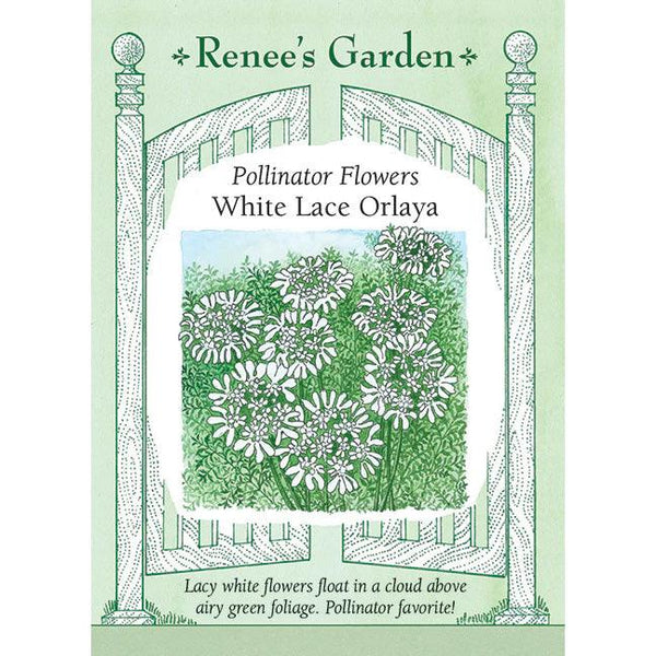 white lace flower seeds White Lace Orlaya Grandiflora