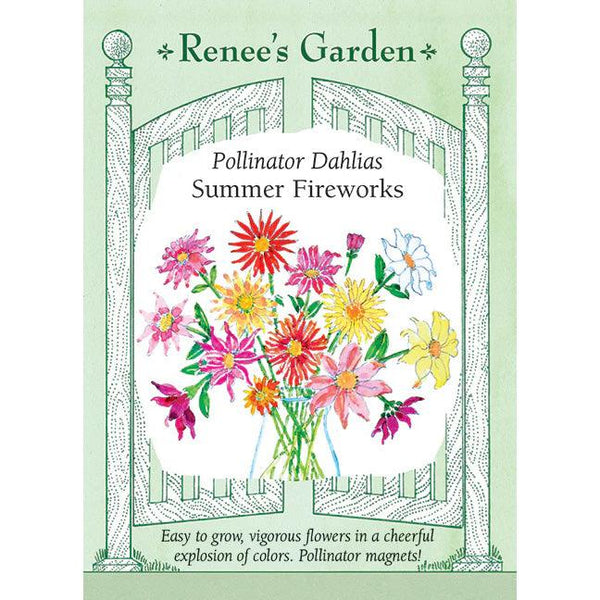 blue fireball dahlia seeds 'Summer Fireworks' Pollinator Dahlias