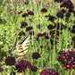 A Butterfly Landing on Black Knight Scabiosa Plant