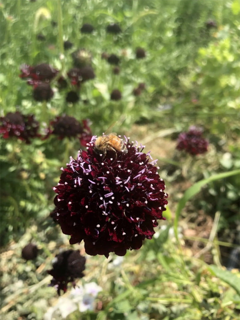 Up close shot of a Bee on Black Knight Scabiosa Flower