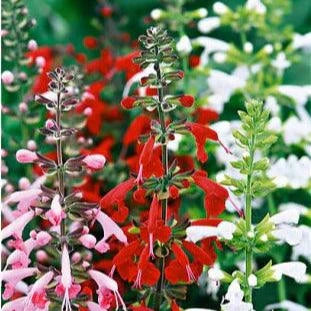 Salvia Bee Heaven - Renee's Garden
