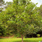 Satsuma Plum Tree