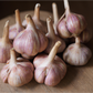 Organic Garlic, Siberian (lb)