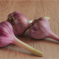 Organic Garlic, Siberian (lb)