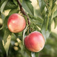 Snow Queen Nectarine Tree - Grow Organic