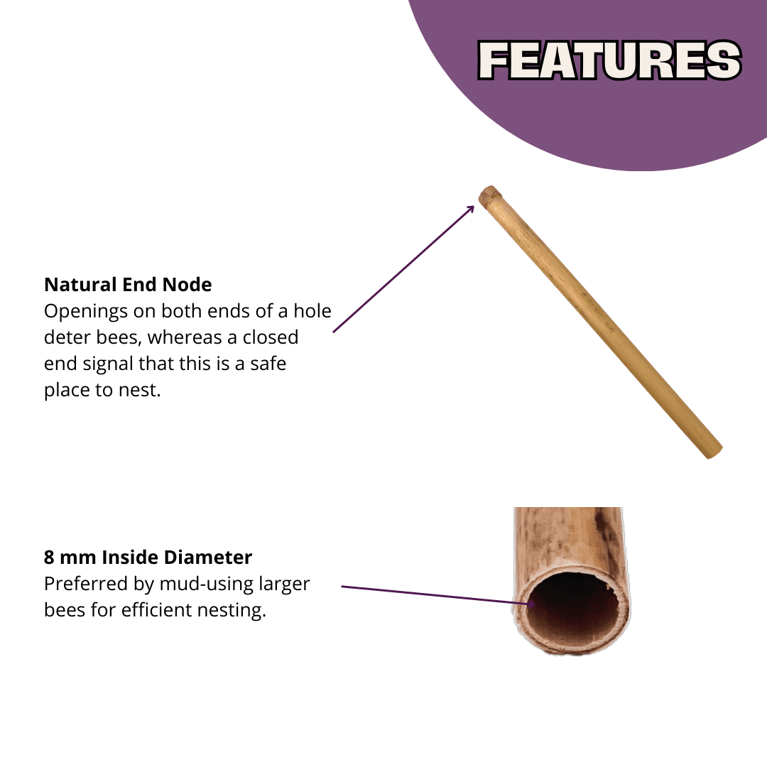 Spring Natural Reeds for Mason Bees - 8mm