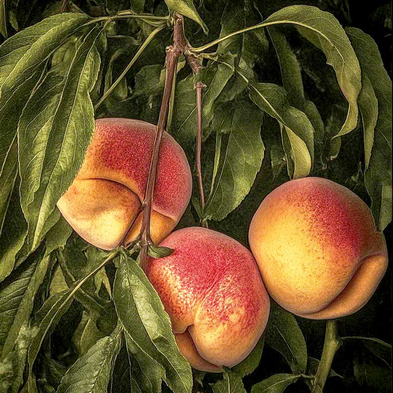 Stark Saturn Peach Tree Grow Organic